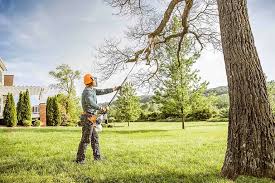 Best Tree Mulching Services  in Manteo, NC