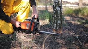 Best Lot and Land Clearing Services  in Manteo, NC