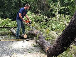 Best Fruit Tree Pruning  in Manteo, NC