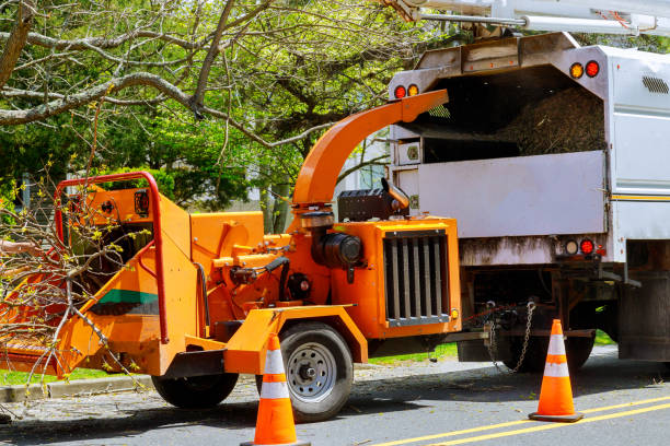 Best Tree Removal Service  in Manteo, NC