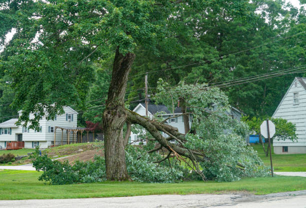 Why Choose Our Tree Removal Services in Manteo, NC?