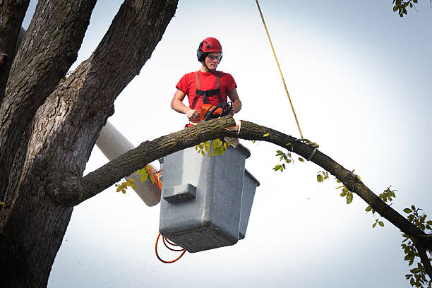 Best Tree Maintenance Programs  in Manteo, NC