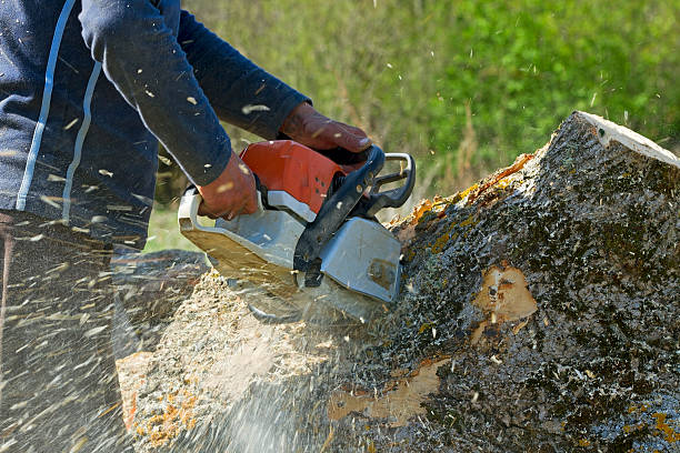 Best Stump Grinding and Removal  in Manteo, NC