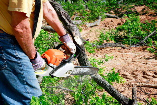 Best Tree Preservation Services  in Manteo, NC